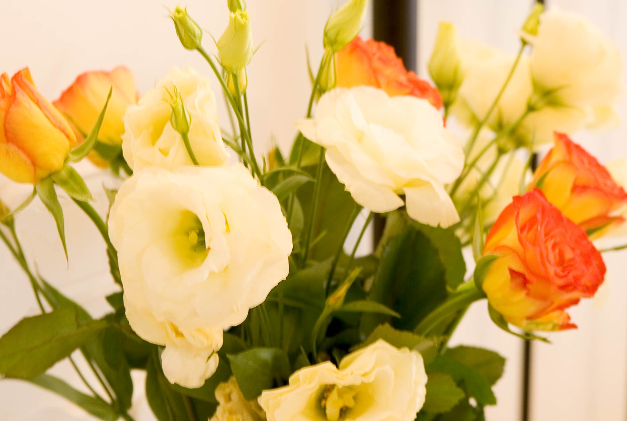 Fresh cream and Sóller-orange roses left in a room at Hotel S'ARDEVIU.